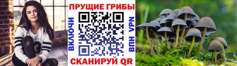 Галлюциногенные грибы Psilocybe  закладки  Тбилисская 